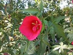 Hibiscus coccineus