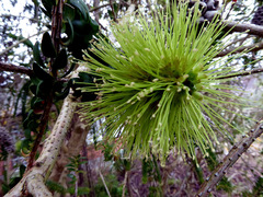 Melaleuca diosmifolia