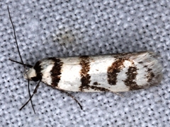 Philobota impletella