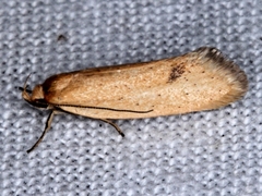 Telocharacta hemicroca