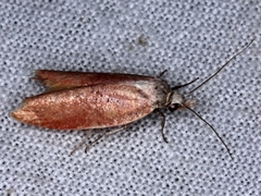 Wingia psittacodes