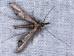 Tineodes adactylalis