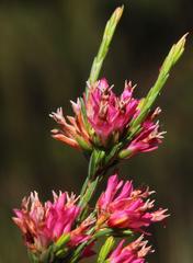 Erica bracteolaris