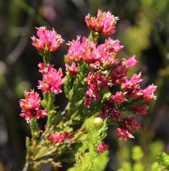 Erica bracteolaris