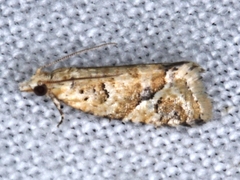 Euphona euphona