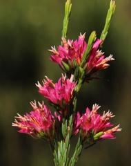 Erica bracteolaris