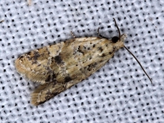 Euphona euphona