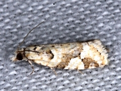Euphona euphona