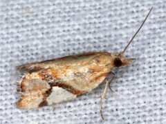 Epitymbia isoscelana