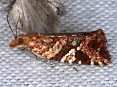 Epitymbia isoscelana