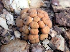 Conophytum breve