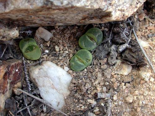 Buttons (Genus Conophytum) · iNaturalist