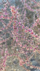 Salsoloideae