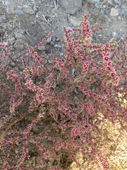 Salsoleae