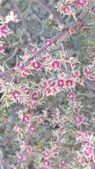 Salsoloideae