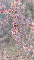 Salsoloideae