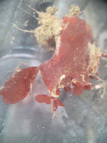 Image of Opuntiella californica by no rights reserved