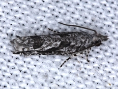 Holocola nitida