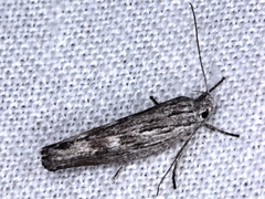 Catoryctis sciastis