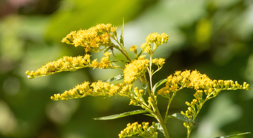 Solidago juncea iNat (2)