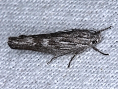 Catoryctis sciastis
