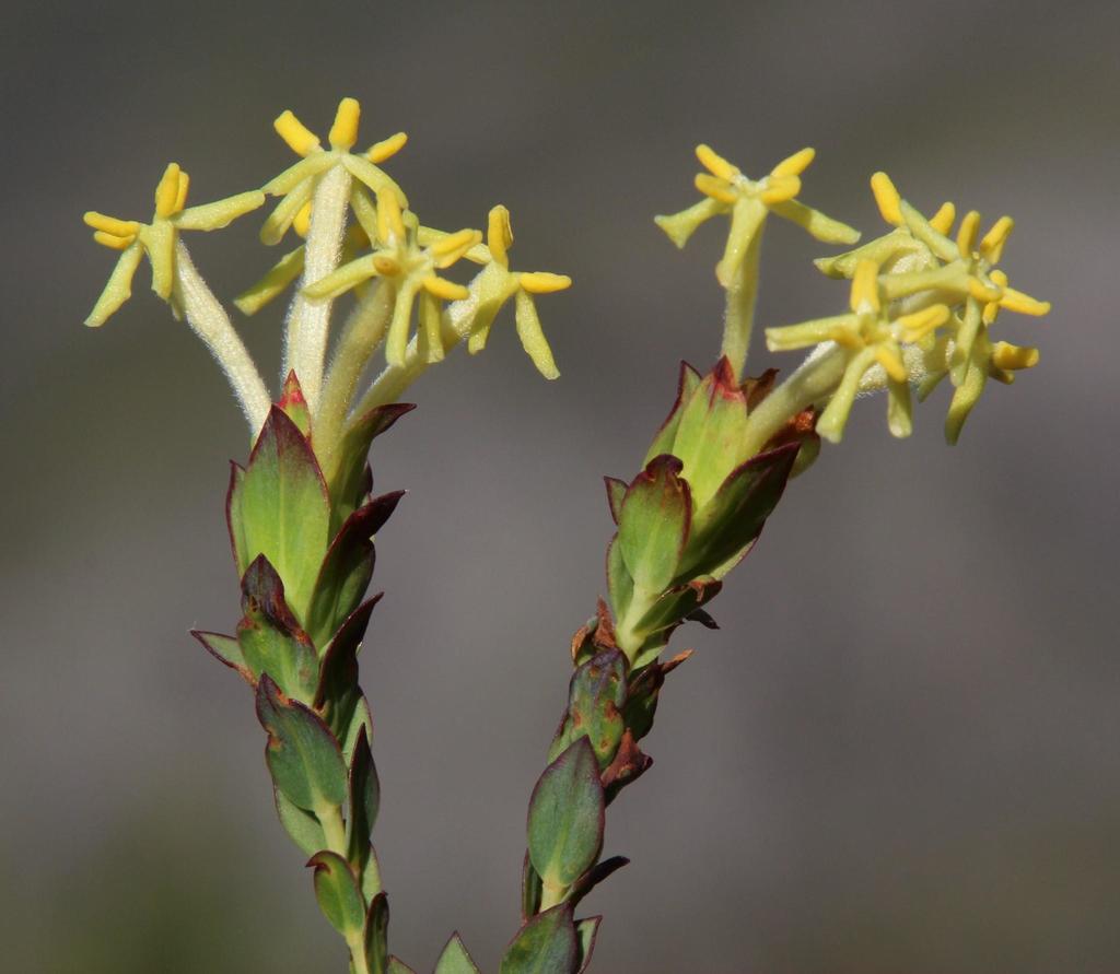 Bark Capesaffron