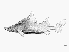 Prickly Dogfish photo 4