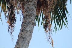 Melanerpes aurifrons