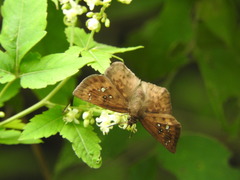 Polyctor enops