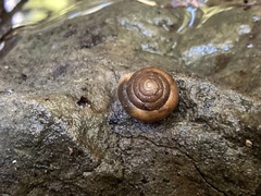 Vespericola armigera