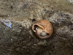 Vespericola armigera