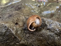 Vespericola armigera