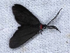 Pollanisus subdolosa