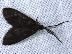 Pollanisus subdolosa