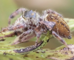 Phidippus