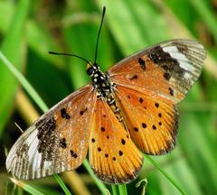 Acraea encedon encedon