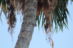 Melanerpes aurifrons