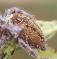 Phidippus