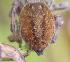 Phidippus