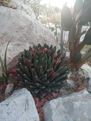 Agave victoriae-reginae