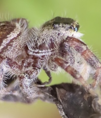 Phidippus