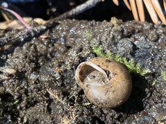 Vespericola armigera