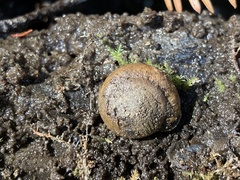 Vespericola armigera