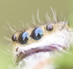 Phidippus
