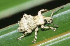 Brachyolus punctatus