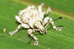 Brachyolus punctatus