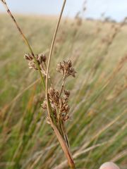 Juncus maritimus