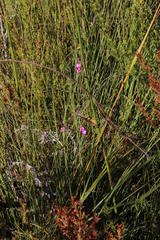 Indigofera filifolia