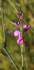 Indigofera filifolia