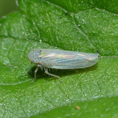 Graminella nigrifrons